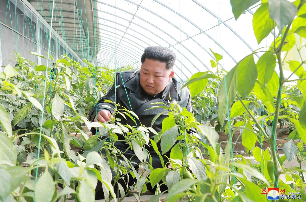 KCNA picture of North Korean leader Kim Jong Un visiting a vegetable greenhouse farm and tree nursery in Jungphyong, North Korea  / KCNA
