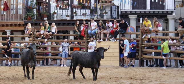 La Puebla de Montalbán y sus vacas, todo un éxito de público