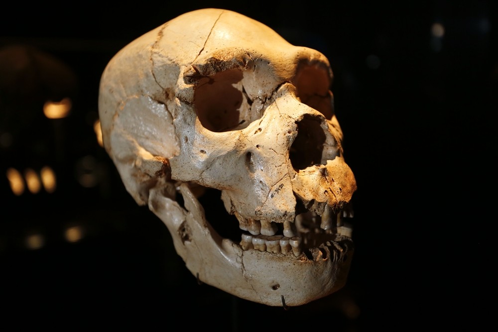 El cráneo de Miguelón