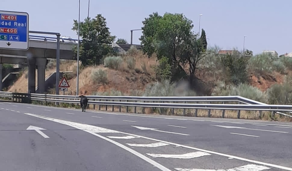 Escapa del matadero una res brava hasta el Salto del Caballo