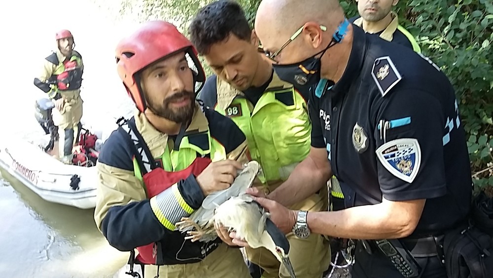 La patrulla verde de la Policía Local se hizo cargo del animal una vez liberado del sedal de pesca.