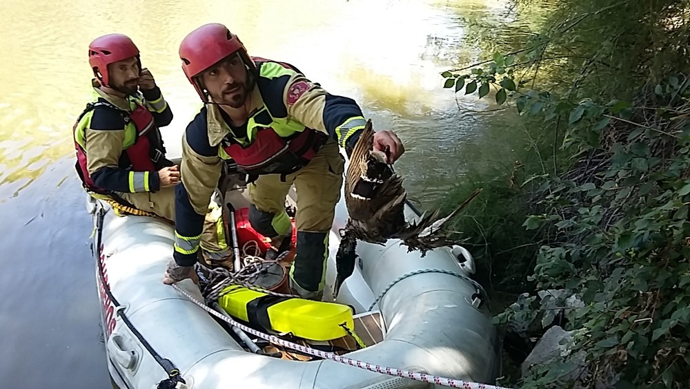Los bomberos liberan a un ave enredada en sedales de pesca