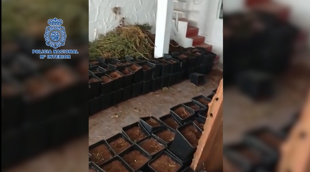 En el registro de una vivienda en la localidad de El Casar de Escalona, los agentes desmantelaron una plantación indoor de marihuana con 410 plantas.
