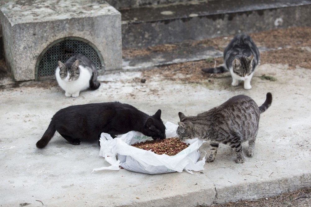 Desaparecen gatos en una urbanización en Mijas tras la colocación