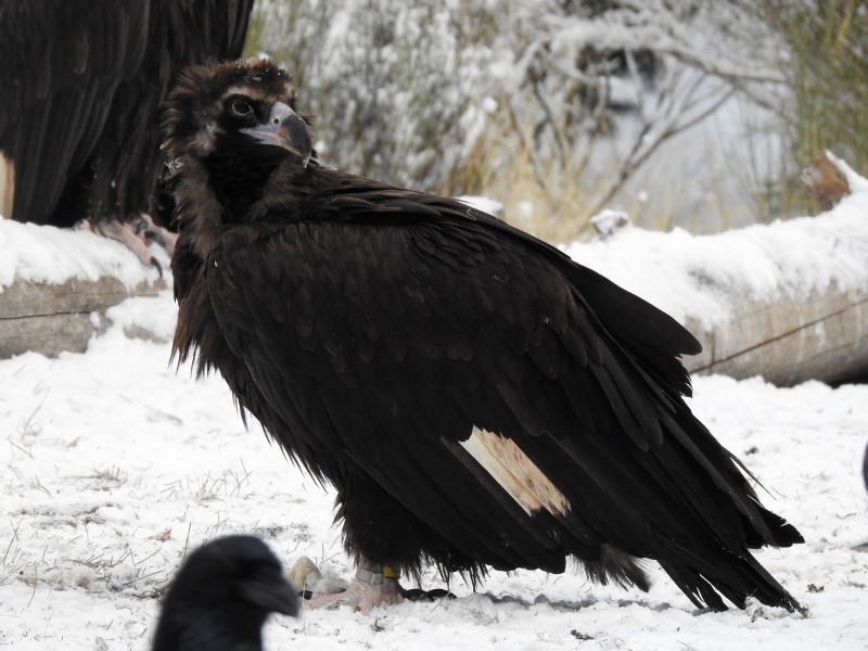El águila imperial ibérica y el buitre negro vuelven a CLM