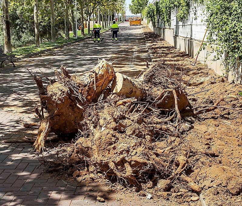 Los vecinos ven «indiscriminada» la tala de 25 árboles sanos