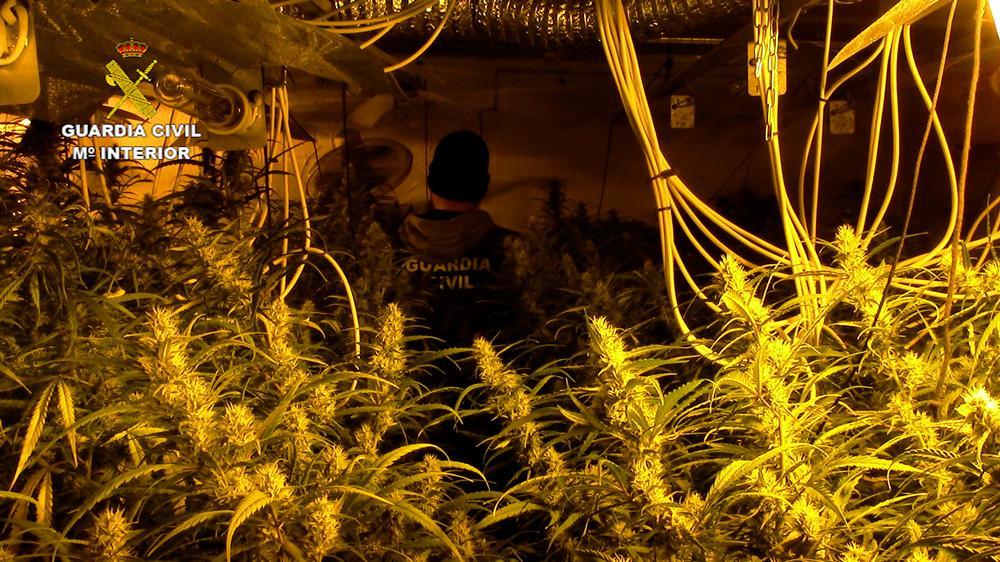 Cinco detenidos por cultivo de marihuana en Santa Olalla