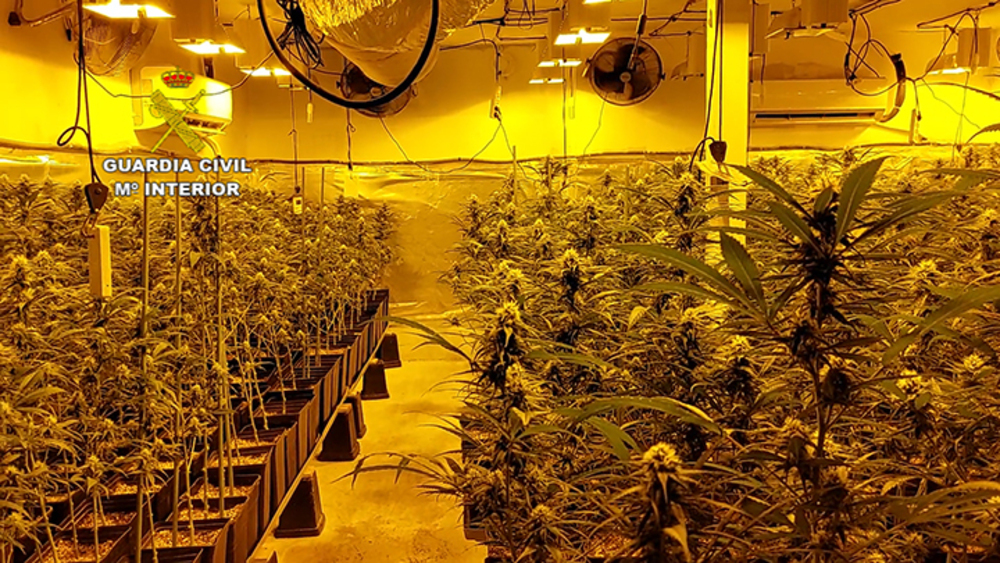 Guardia Civil interviene más de 10.000 plantas de marihuana