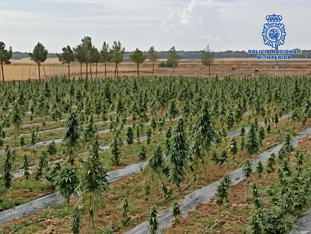En Villacañas se han desarrollado esta semana dos operaciones policiales vinculadas a plantaciones de cannabis.
