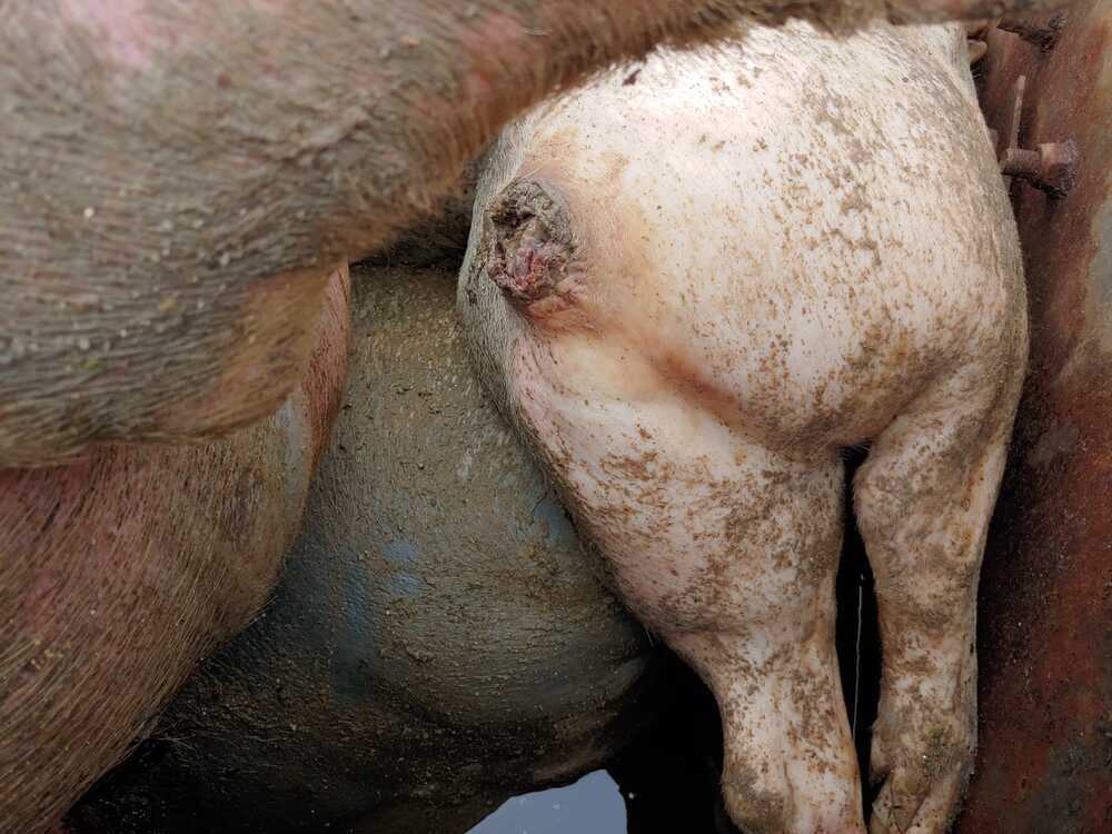 Canibalismo en las granjas de porcino por la falta de pienso