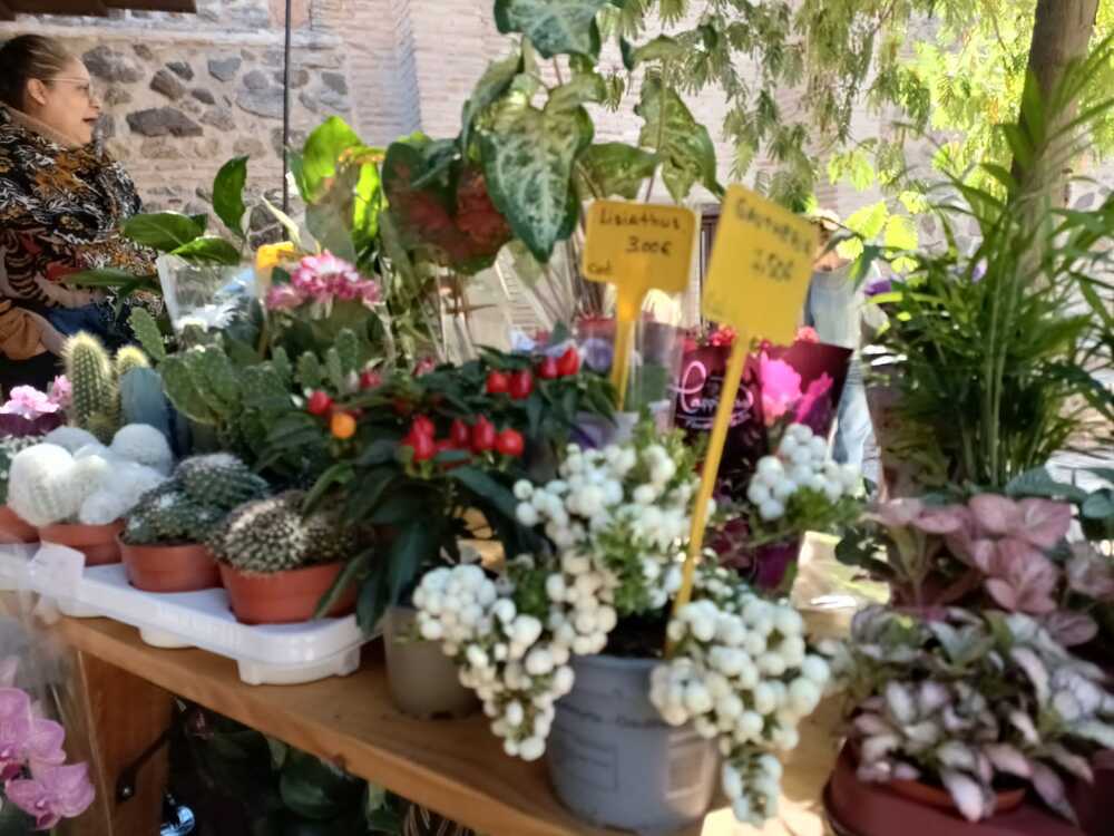 El Jardín de San Lucas se transforma en un edén lleno de flores.