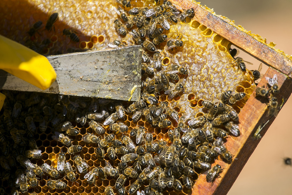 La sequía tampoco respeta la cosecha de miel