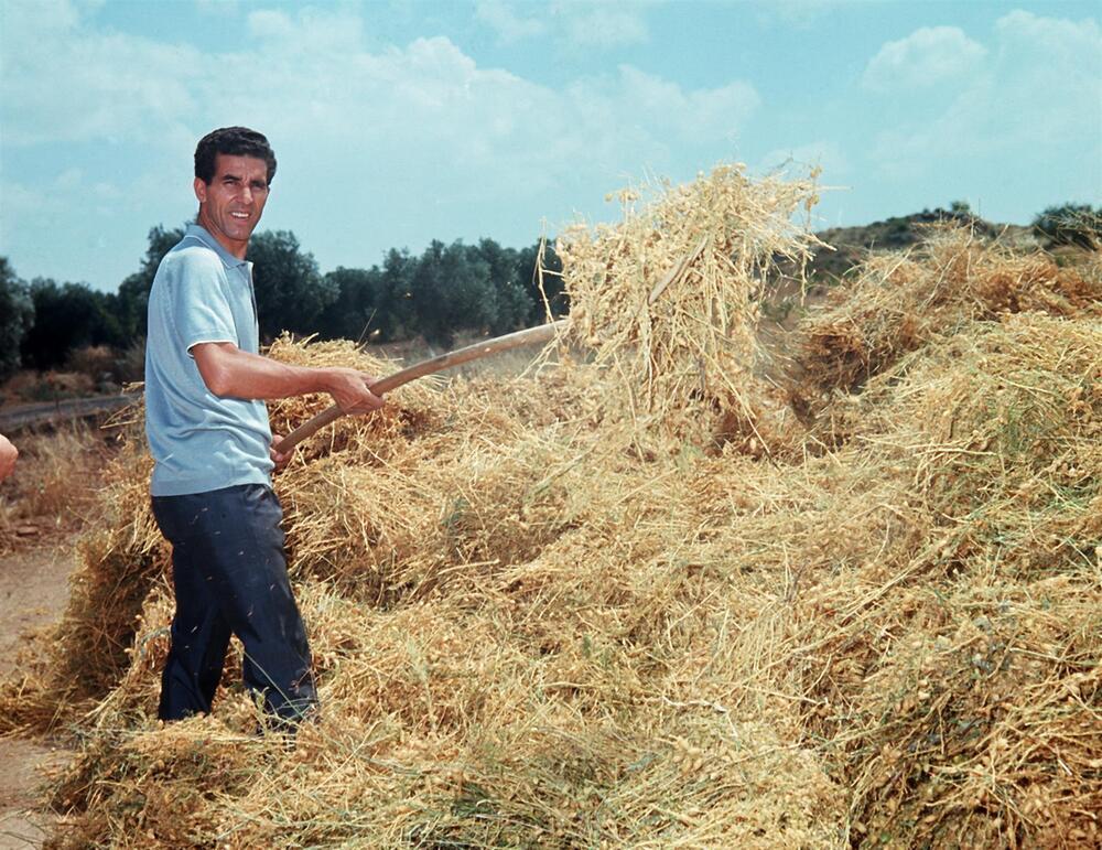Bahamontes realizando labores del campo en su finca en julio de 1967.