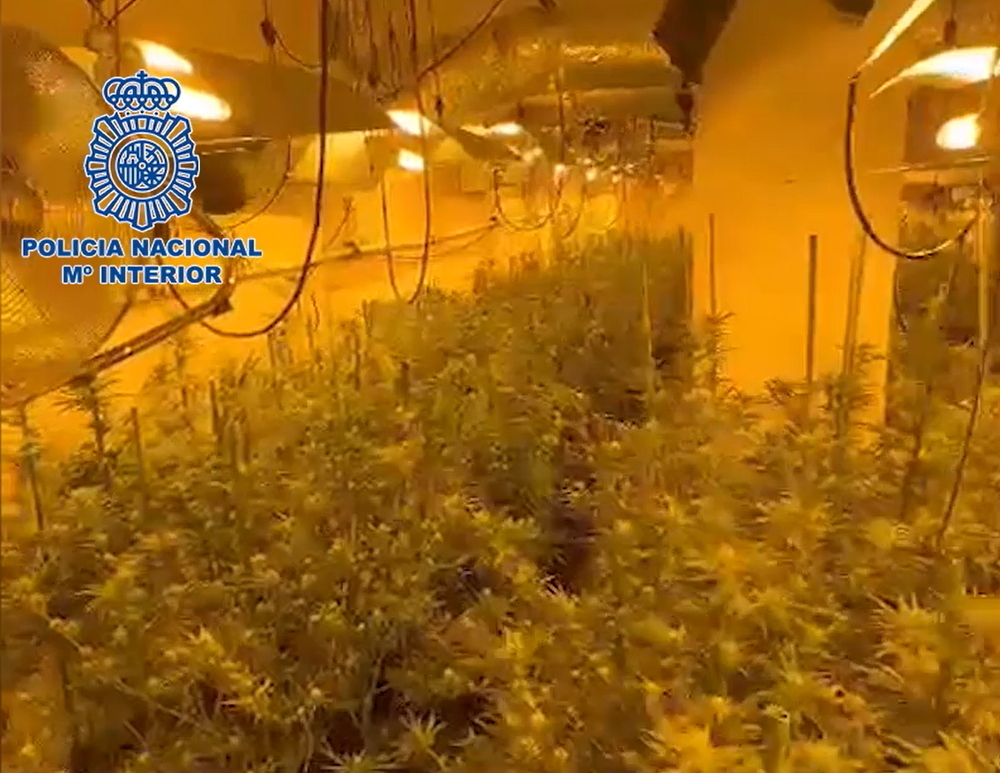 Agentes de la Comisaría de Talavera llevaron a cabo un registro de la vivienda, en la que encontraron 1.124 plantas de marihuana.