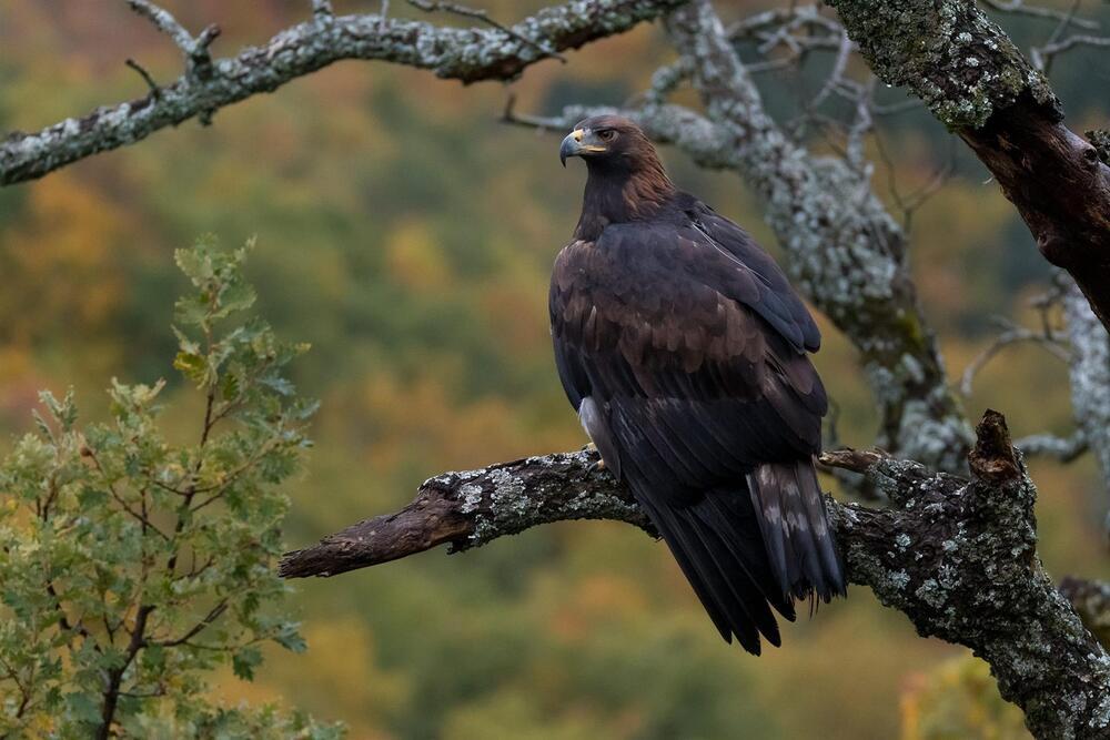 Fotograma de un águila real en el largometraje 'Iberia, naturaleza infinita'.