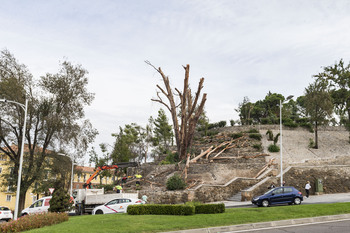 Talan el eucalipto del parque de la Vega seco tras Filomena