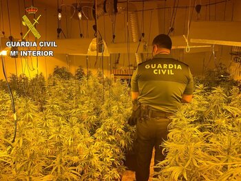 Desmantelado un cultivo de marihuana en San Martín de Pusa