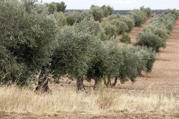Alegrón en Mora por el regadío social del olivar
