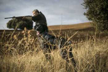 Los perros de caza quedarán excluidos de la Ley Animal
