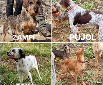 Buscan a 4 perros robados en una parcela de La Jara