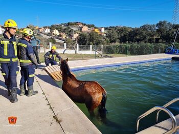 Insólito rescate de un caballo en una piscina