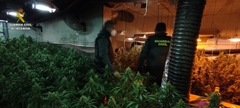 El olor delata una plantación de marihuana en Erustes