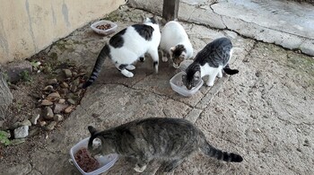 Sancionado por verter comida para gatos en la calle