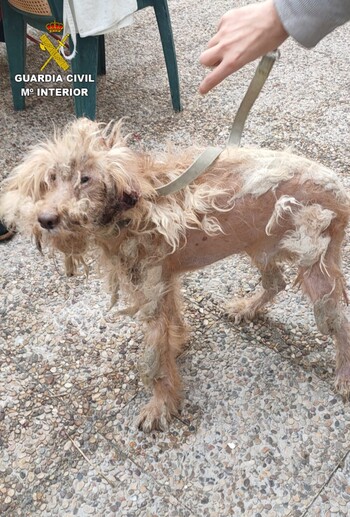 Villamiel: Pasea a un perro herido, sin pelo y con parásitos
