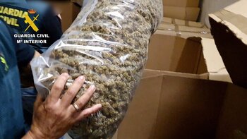 El mayor alijo de marihuana, plantado en Toledo: 32 toneladas