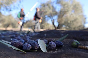 Castilla-La Mancha tiene el 16 % del olivar de España