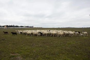 Detectan un nuevo foco de viruela ovina, el tercero en Alcázar