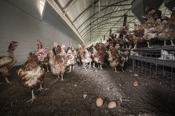 El sector del huevo facturó 1.554 millones en 2022, un 40% más