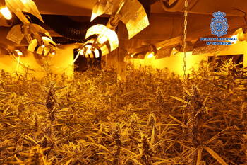 Halladas 4.040 plantas de marihuana en una nave del Polígono