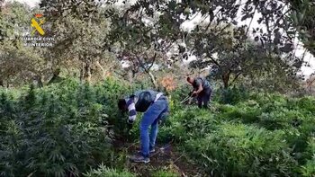 Detenidos 3 talaveranos por cultivar 2000 plantas de marihuana