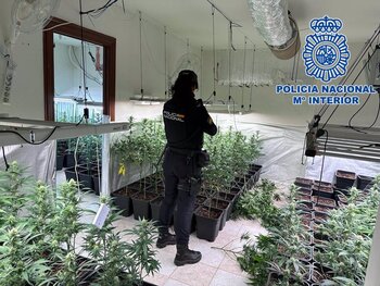 El olor tumba tres cultivos de marihuana en Bargas