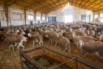 Publicado el decreto de ayudas directas por la viruela ovina