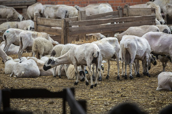 Prorrogadas las medidas por viruela ovina hasta 2024 en CLM
