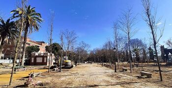 Acacias de 6 metros empiezan a repoblar los Jardines del Prado