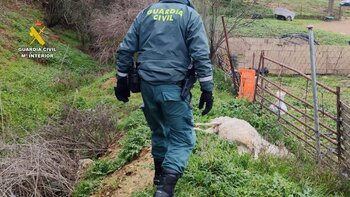 Investigan a un ganadero de Uceda por dejar morir a animales