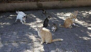 Preocupación por el aumento de colonias de gatos en el Casco