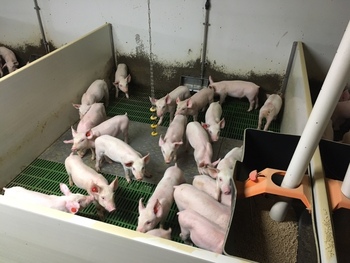 Denuncian la autorización de Retamoso a macrogranja de cerdos