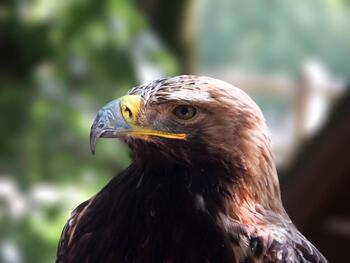 Torrijos usará un águila para controlar las palomas