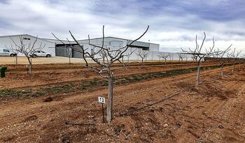 El cultivo de pistacho crece un 1.276% en 10 años