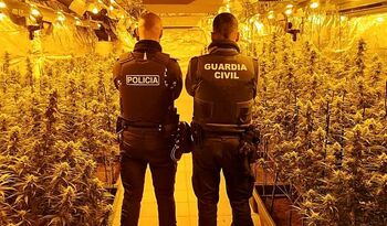 Caen dos plantaciones de marihuana con 500 plantas en Añover