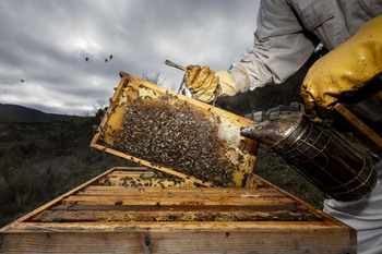 COAG lanza una campaña para fomentar la compra directa de miel
